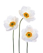 ANEMONE X HYBRIDA HONORINE JOBERT, ANEMONE - JAPANESE ANEMONE