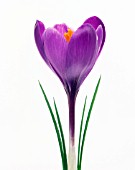 CROCUS VERNUS, CROCUS