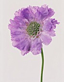 SCABIOSA CAUCASIA CLIVE GREAVES, SCABIOUS