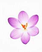 CROCUS SKYLINE, CROCUS