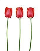 TULIPA, TULIP