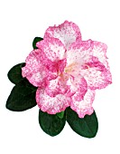 CAMELLIA, CAMELLIA