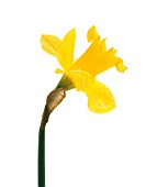 NARCISSUS, DAFFODIL