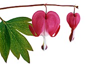 DICENTRA SPECTABILIS, BLEEDING HEART