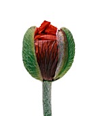 PAPAVER, POPPY