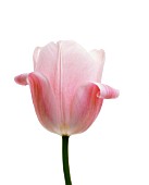 TULIPA, TULIP