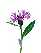 CENTAUREA MONTANA, CORNFLOWER, PERENNIAL CORNFLOWER