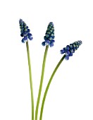 MUSCARI, GRAPE HYACINTH