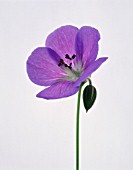 GERANIUM HIMALAYENSE, GERANIUM, CRANESBILL