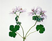 PELARGONIUM, PELARGONIUM