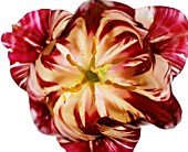 TULIPA, TULIP - PARROT TULIP