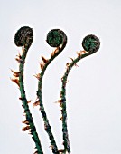 DRYOPTERIS, FERN - BUCKLER FERN