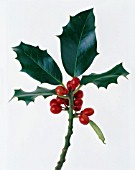 ILEX AQUIFOLIUM, HOLLY