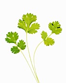 CORIANDRUM SATIVUM, CORIANDER