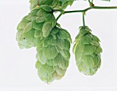 HUMULUS LUPULUS, HOP