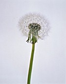 TARAXACUM OFFICINALE, DANDELION CLOCK