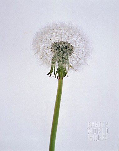 TARAXACUM_OFFICINALE_DANDELION_CLOCK