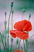 PAPAVER RHOEAS, POPPY