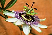 PASSIFLORA CAERULEA, PASSION FLOWER