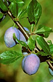 PRUNUS DOMESTICA, PLUM