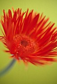 GERBERA, GERBERA