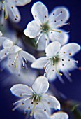 PRUNUS SPINOSA, BLACKTHORN, SLOE