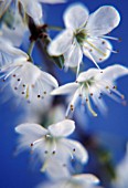 PRUNUS SPINOSA, BLACKTHORN, SLOE