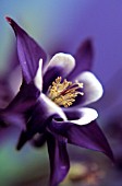 AQUILEGIA ‘MAGPIE’, AQUILEGIA, COLUMBINE