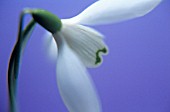 GALANTHUS NIVALIS, SNOWDROP