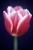 TULIPA ‘LUSTIGE WITWE’, TULIP