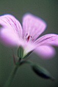 GERANIUM, GERANIUM, CRANESBILL