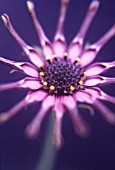 OSTEOSPERMUM ‘NAIROBI PURPLE’, OSTEOSPERMUM