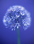 ALLIUM CAERULEUM, ALLIUM