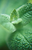 MENTHA ROTUNDIFOLIA, MINT - APPLE MINT