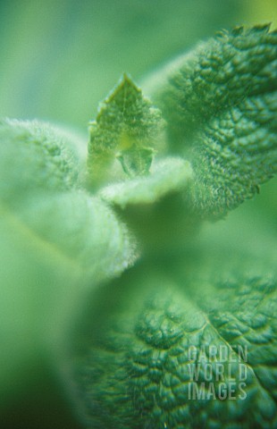 MENTHA_ROTUNDIFOLIA_MINT__APPLE_MINT