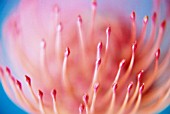 LEUCOSPERMUM CORDIFOLIUM, PINCUSHION