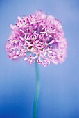 ALLIUM GIGANTEUM, ALLIUM