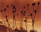 DIPSACUS FULLONUM, TEASEL