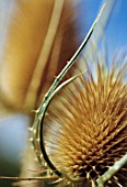 DIPSACUS FULLONUM, TEASEL