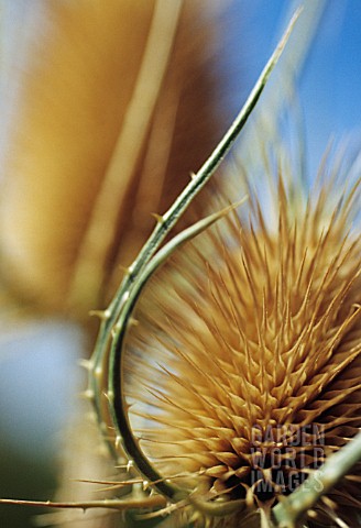 DIPSACUS_FULLONUM_TEASEL