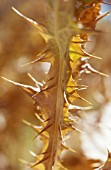 ONOPORDUM ACANTHIUM, THISTLE - SCOTCH THISTLE, COTTON THISTLE