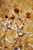 ONOPORDUM ACANTHIUM, THISTLE - SCOTCH THISTLE, COTTON THISTLE