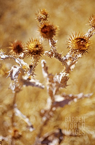 ONOPORDUM_ACANTHIUM_THISTLE__SCOTCH_THISTLE_COTTON_THISTLE