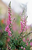 CALLUNA VULGARIS, HEATHER