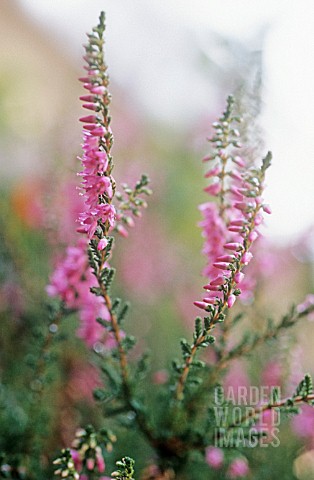 CALLUNA_VULGARIS_HEATHER