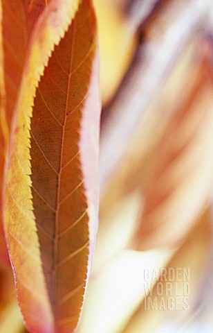 PRUNUS_CHERRY_LEAF