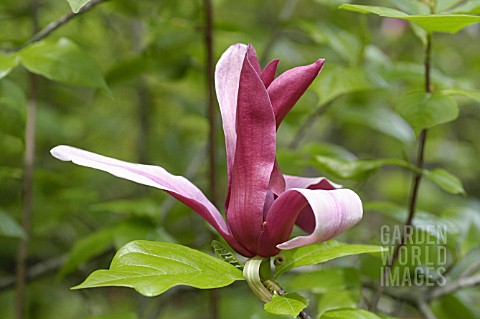 MAGNOLIA_SOULANGEANA_MAGNOLIA