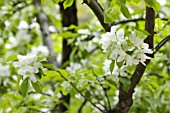 WHITE FLOWERING TREE