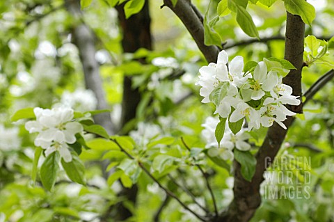 WHITE_FLOWERING_TREE