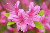 RHODODENDRON, AZALEA